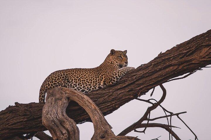 5-dagars gruppcampingsafari i Tanzanias djurparker