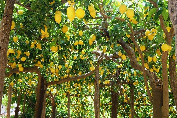 アマルフィ海岸: レモンの小径をハイキング