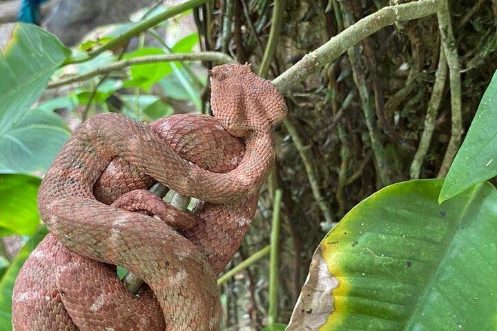 Schildpadden paaien in Tortuguero