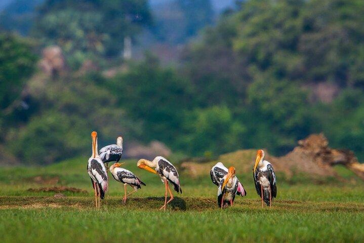 Bundala National Park Safari (PRIVATA TURER)- Morgon och eftermiddag