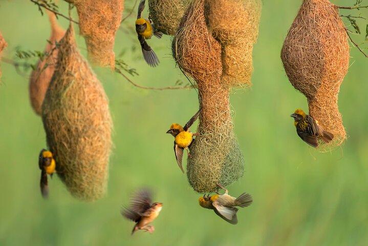 Bundala National Park Safari (PRIVATA TURER)- Morgon och eftermiddag