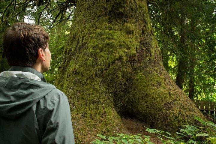 Tour guiado de 7 días en grupos pequeños por la costa oeste de la isla de Vancouver