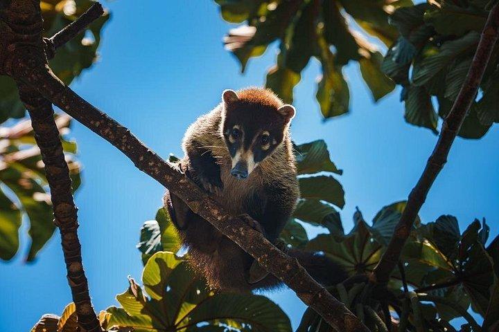双眼鏡付きオールインクルーシブ国立公園マヌエルアントニオ