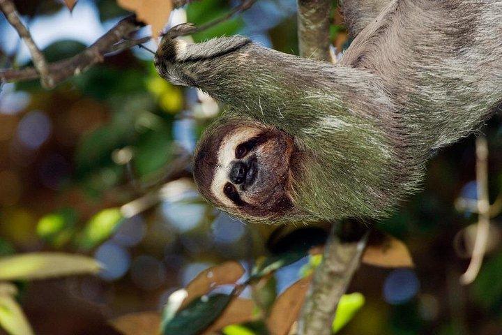 双眼鏡付きオールインクルーシブ国立公園マヌエルアントニオ