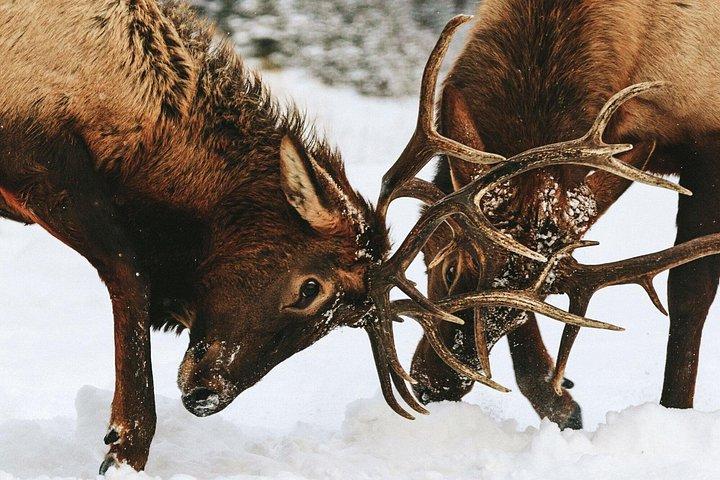 2 Hour Winter Wilderness Walk with Wildlife Tracking