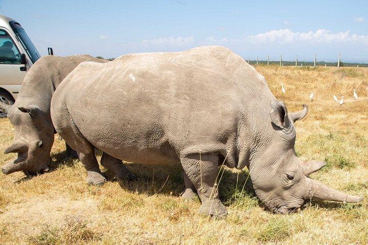 Nairobi till Ol Pejeta Conservancy Lancruiser 3-dagars tur upplevelse