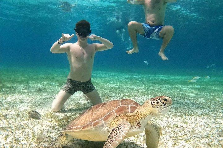 高級カタマランで4時間のコズメルタートルサンクチュアリ体験