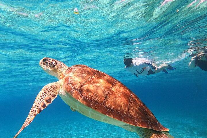 4 heures d'expérience de refuge de tortues de Cozumel sur un catamarán de luxe