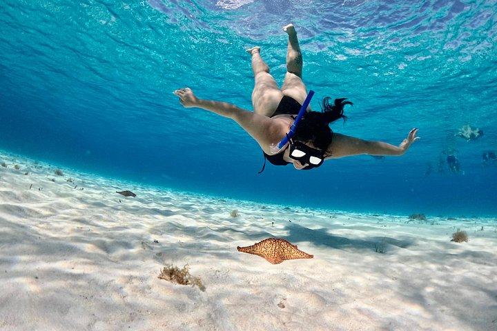 高級カタマランで4時間のコズメルタートルサンクチュアリ体験