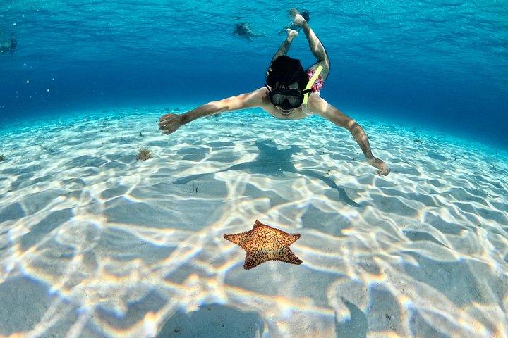 高級カタマランで4時間のコズメルタートルサンクチュアリ体験