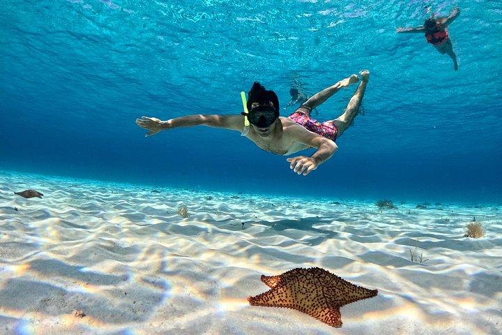 高級カタマランで4時間のコズメルタートルサンクチュアリ体験
