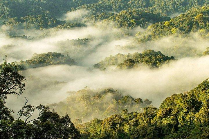 4-Day Rwanda Gorilla trek, Chimp & Lake Kivu exploration