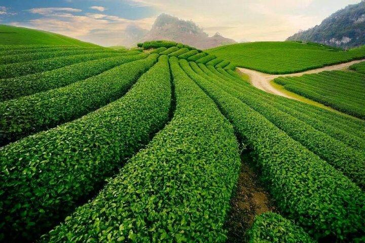 Da Lat Dreamscape-Clube de Caça e Magia do Amanhecer