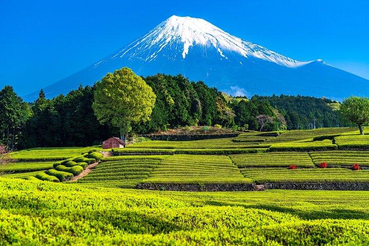 東京発富士山と伊豆ディープビュー2日ツアー