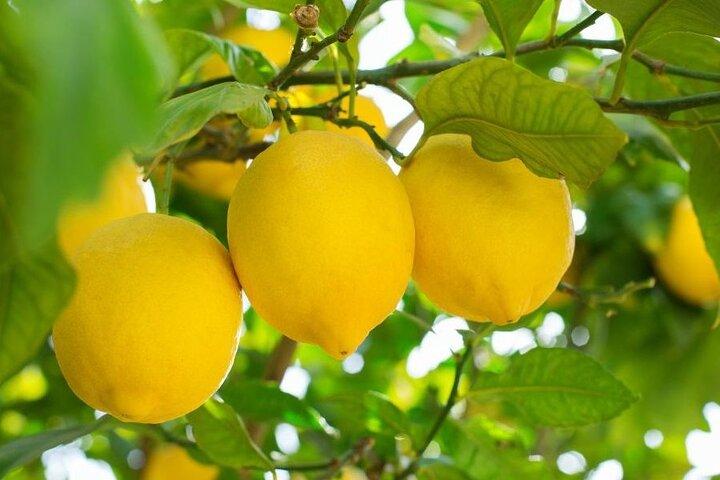 Sorrento Walking Food und Kulturtour Limoncello Lokale Küche