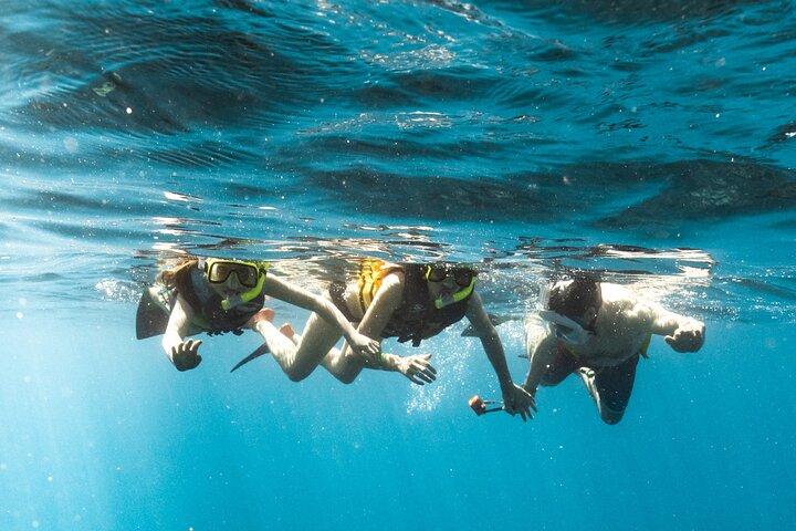 Small-Group Dolphin Turtle & Whale Safari w/ Marine Biologists