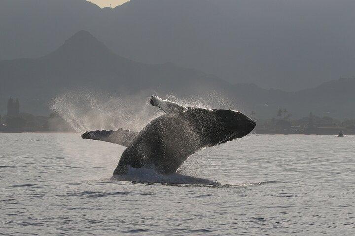 Small-Group Dolphin Turtle & Whale Safari w/ Marine Biologists