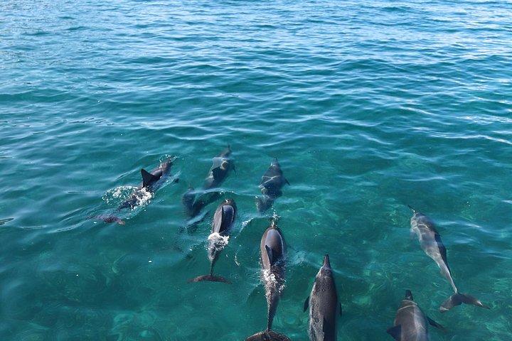 Small-Group Dolphin Turtle & Whale Safari w/ Marine Biologists