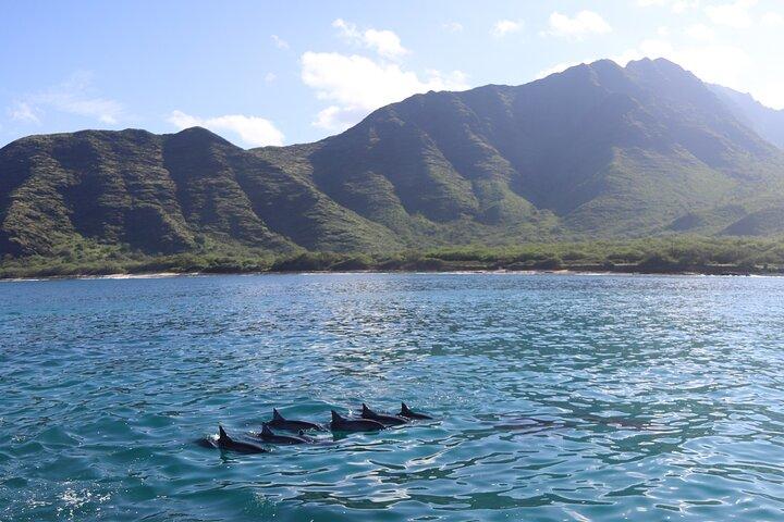Small-Group Dolphin Turtle & Whale Safari w/ Marine Biologists