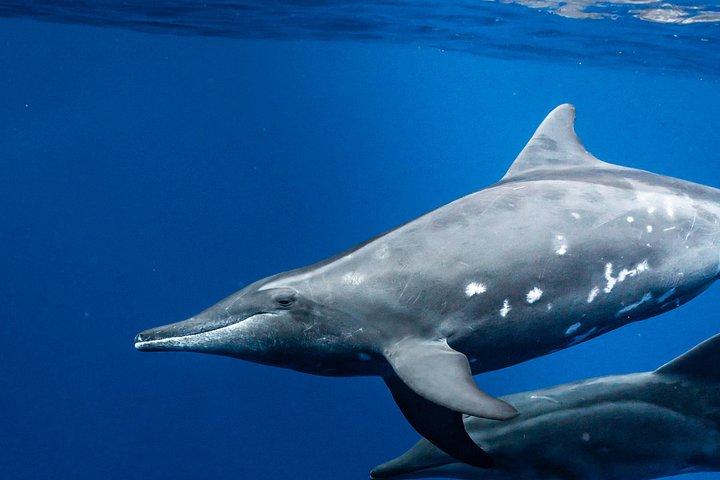 Small-Group Dolphin Turtle & Whale Safari w/ Marine Biologists