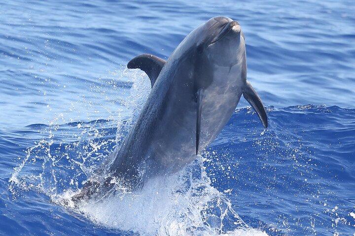 Small-Group Dolphin Turtle & Whale Safari w/ Marine Biologists
