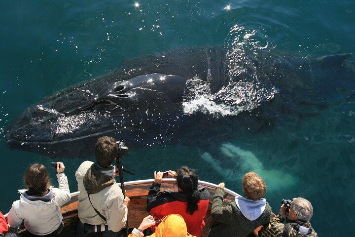 Clásico avistamiento de ballenas desde Dalvík cerca de Akureyri norte de Islandia