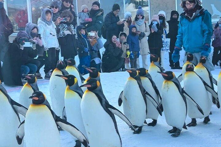 Asahiyama Zoo, Biei träd, Shirohige Falls och Blue Pond Day Tour