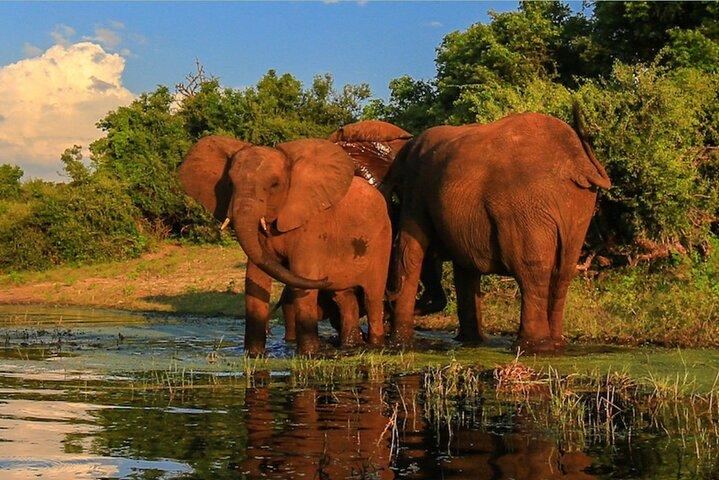 Halbtägige Safari Durban Tala Game Reserve und Natal Park
