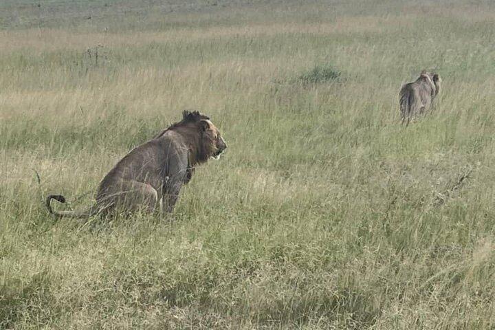 Fulddagsafari af opdagelse i Akagera Nationalparks vilde dyr