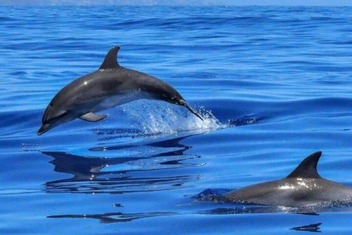 Udflugt: Dolphins & Sailing Small-Group Benalmádena Catamaran