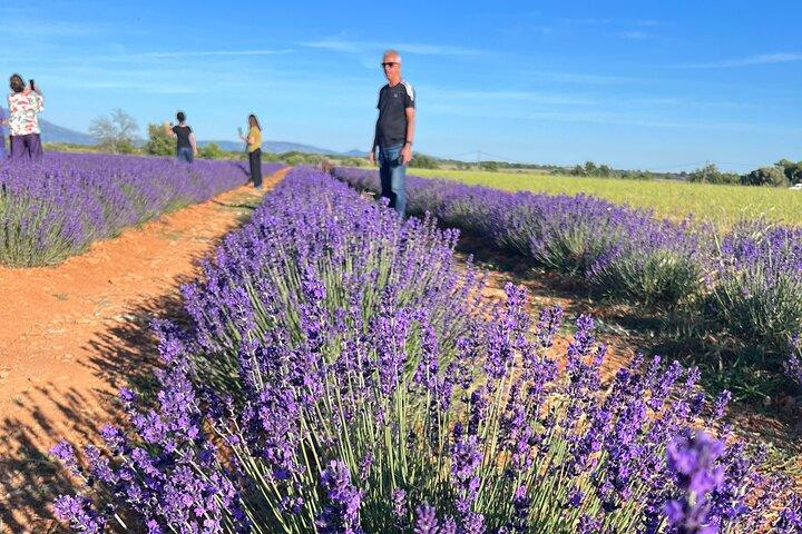 Lavanda en flor : Inolvidable paseo provenzal