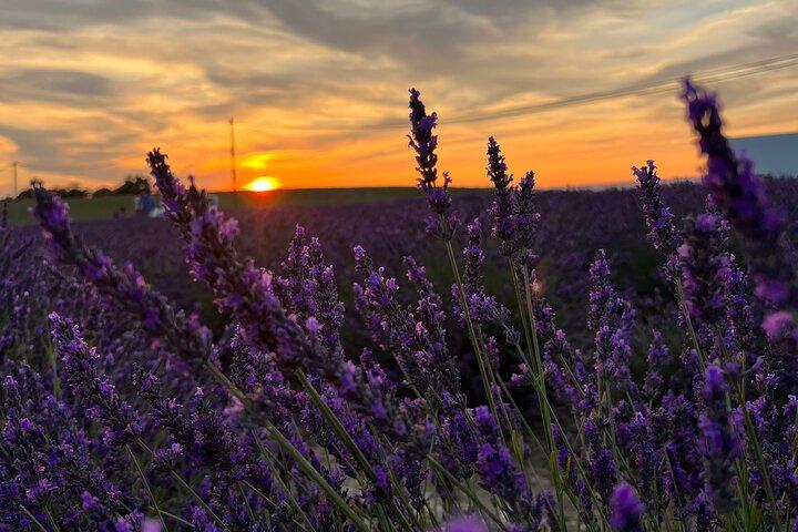 Lavanda en flor : Inolvidable paseo provenzal