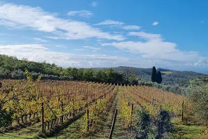 Chianti: Weintour & Verkostung in der Toskana bei San Gimignano