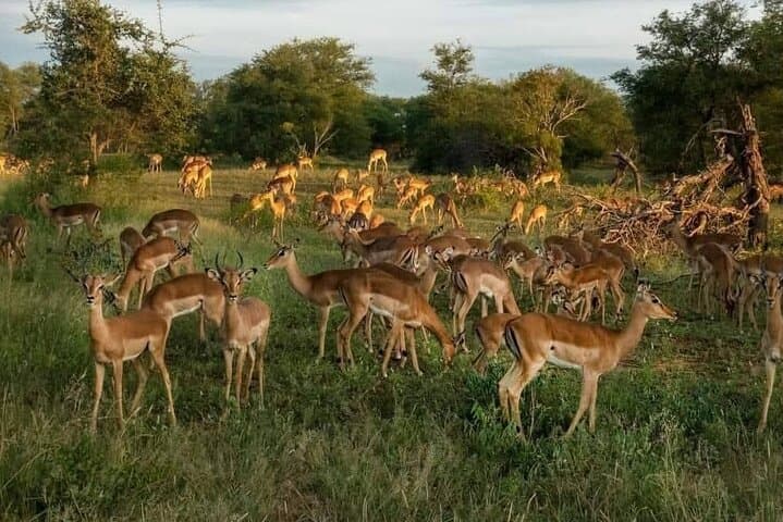 4 days maasai mara (migration) - lake nakuru (flamingoes) safari