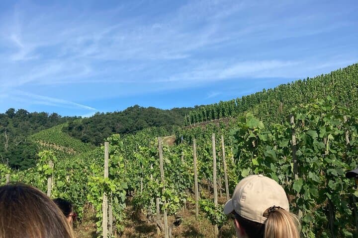 Hiking and Wine between Côte-Rôtie and Condrieu