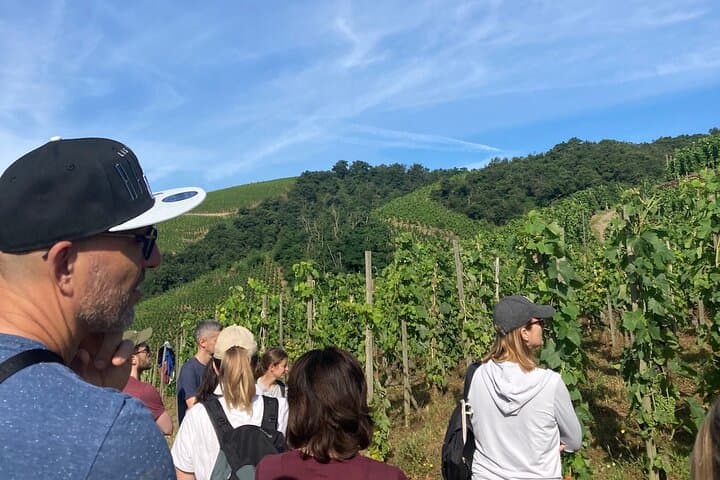 Hiking and Wine between Côte-Rôtie and Condrieu