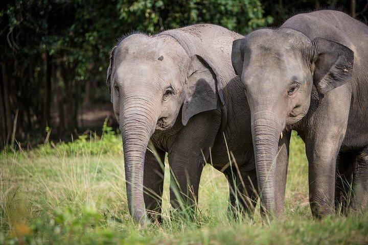 Santuario Ético del Elefante en Koh Samui