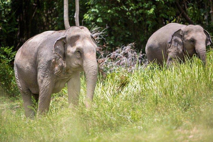 Santuario Ético del Elefante en Koh Samui