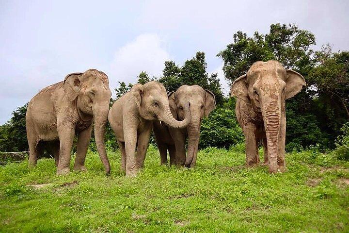 Santuario Ético del Elefante en Koh Samui