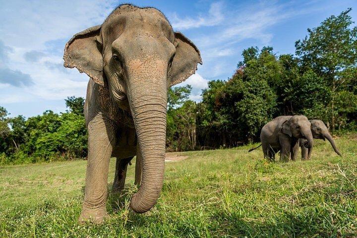 Santuario Ético del Elefante en Koh Samui