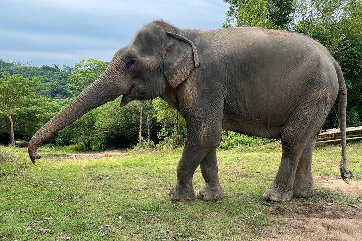 Santuario Ético del Elefante en Koh Samui