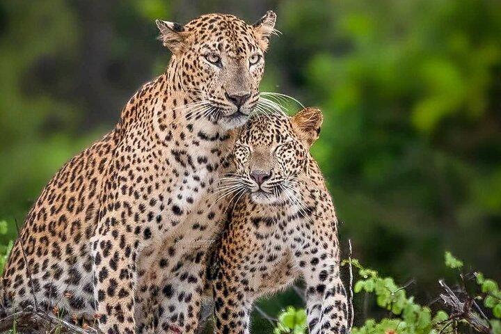 Hoteller i nærheden af Yala National Park Halvdag / Heldag Special Safari Tours