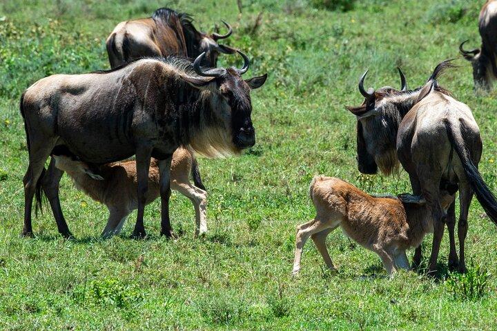 Hoteller i nærheden af Manyara, Ngorongoro & Tarangire Big 5