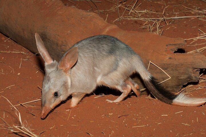 Visite de la faune de Perth sous les étoiles avec dîner