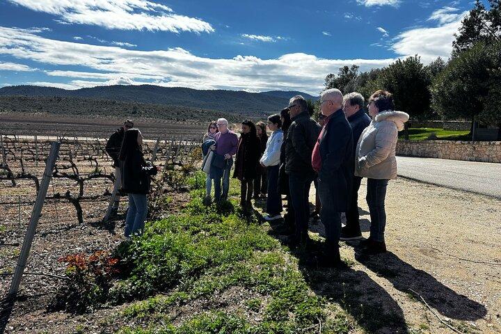 Alicante; Winery visit with two Oil and Fondillón Museums