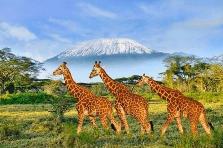 Tagestour zum Amboseli-Nationalpark