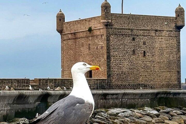 Marrakech to Essaouira Day Trip with Coastal Views