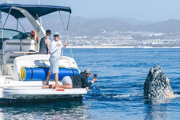 Los Cabos Whale Watching & Snorkel eventyr med mad og drikkevarer