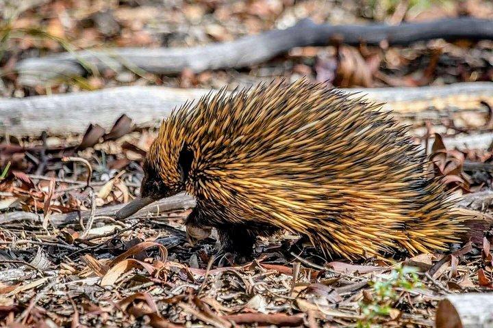 星空の下でのパース野生動物ツアー（ディナー付き）