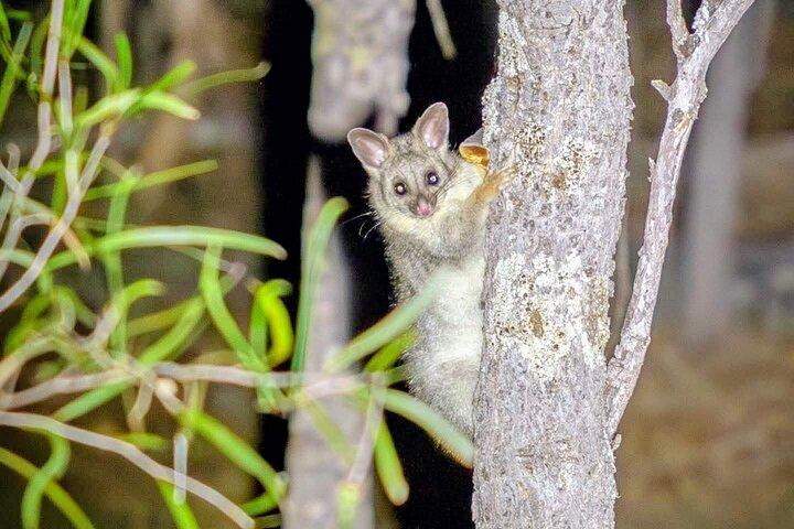 星空の下でのパース野生動物ツアー（ディナー付き）